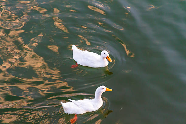 A duck swimming among fish in choppy water.
