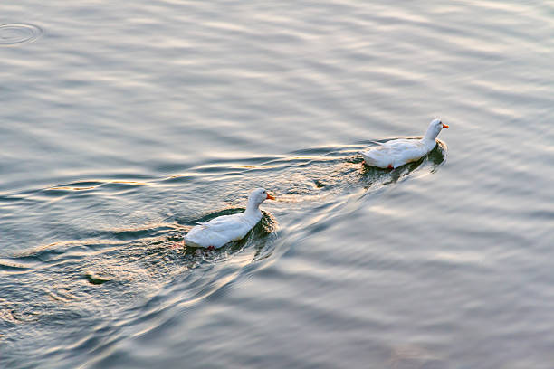 istock A duck swimming among fish in choppy water. 2224777904