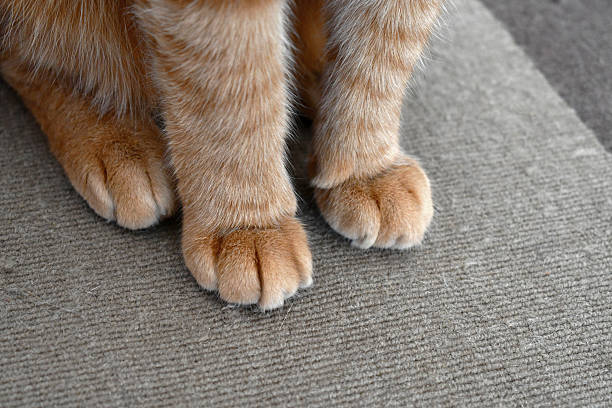 istock Ginger cat sitting on the old rug. 2224778536