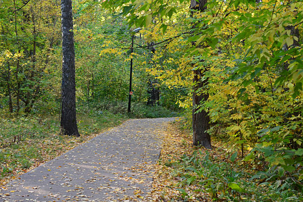 istock Pathway through a lush autumn forest with fallen leaves 2224778601