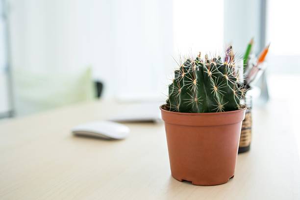 A small cactus plant in a brown pot is placed on an office desk. There are also some stationery items like pencils in a holder in the background. The desk has a mouse and a blurred workspace in the background, creating a simple and clean office environment.