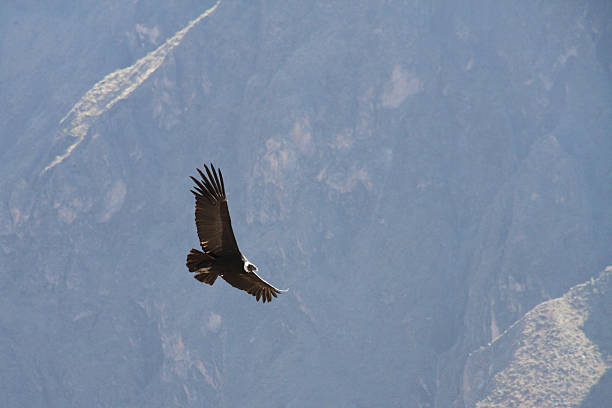 istock Andean Condor Flying Over Colca Canyon, Peru 2224779683