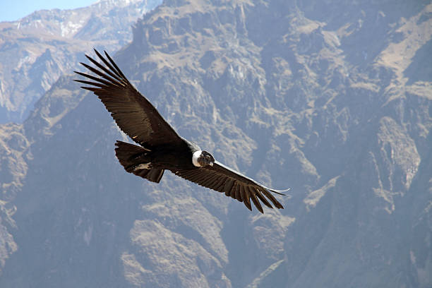 istock Andean Condor Flying Over Colca Canyon, Peru 2224779685