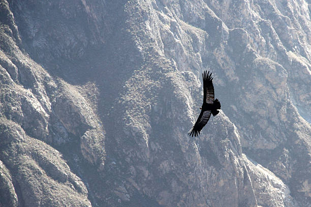 istock Andean Condor Flying Over Colca Canyon, Peru 2224779687