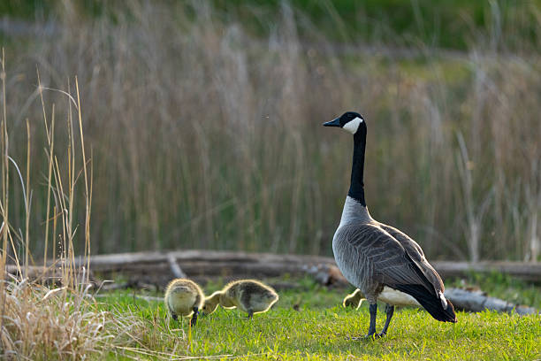 A Canada Goose, Branta canadensis, standing watchful guard over the group of goslings in its care.
