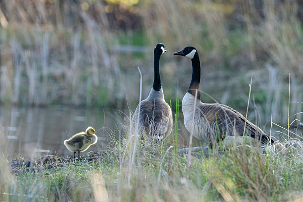 Two Canada Goose, Branta canadensis, standing watchful guard over the single  gosling in their care.