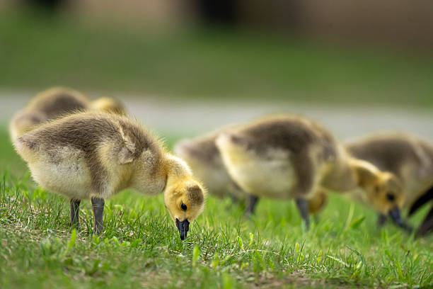 Low level shot of a flock Canada Goose goslings, Branta canadensis, walking in grass feeding.