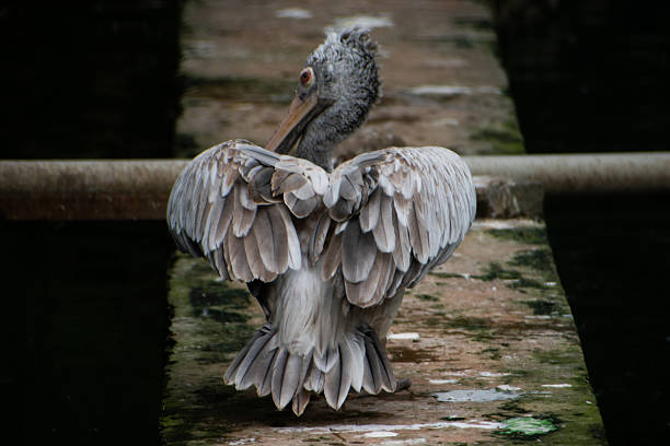 Spot-billed Pelican (Pelecanus philippensis) preening its feathers, India.  Rear view composition.