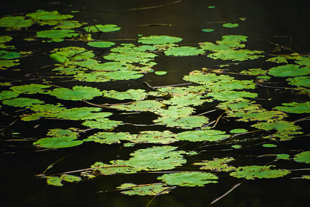 Aquatic plants float on dark water in a tranquil pond, India.  A serene natural scene.