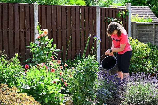 istock Using buckets of water, during a hose pipe ban. 2224783125