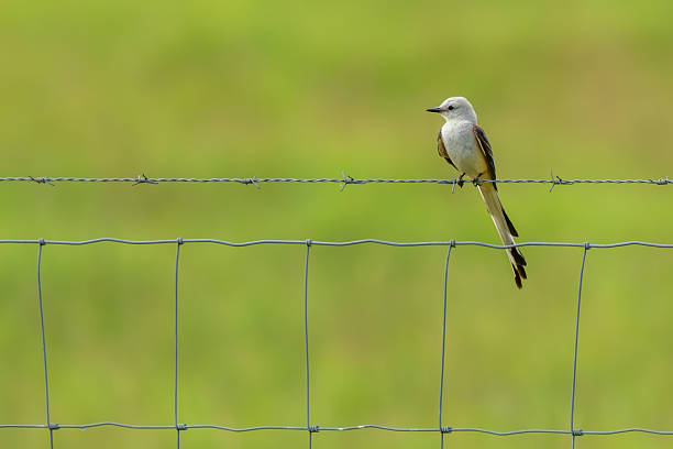 istock Scissor-tailed Flycatcher perched on a fence 2224783273