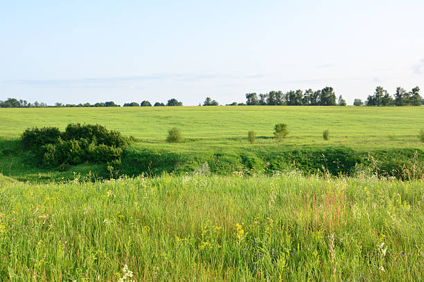 istock Vibrant Green Field Under Clear Blue Sky isolated wallpaper background 2224784853