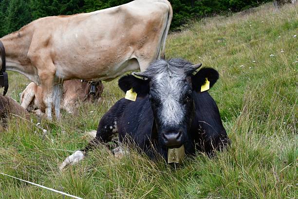 Idyllic landscape in the Alps with grazing cows in fresh green meadows, mountain range in the background. German Alps, Upper Bavaria, Kochel am See, Germany.