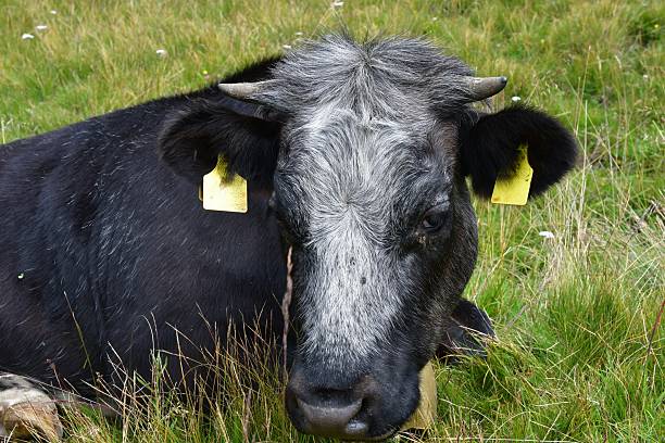 Kühe auf der Weide bei Proveis in Südtirol