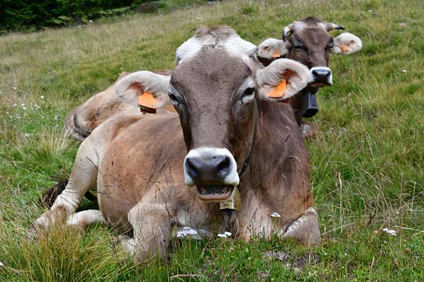 Kühe auf der Weide bei Proveis in Südtirol