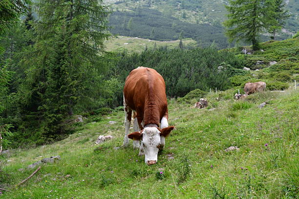 Kühe auf der Weide bei Proveis in Südtirol