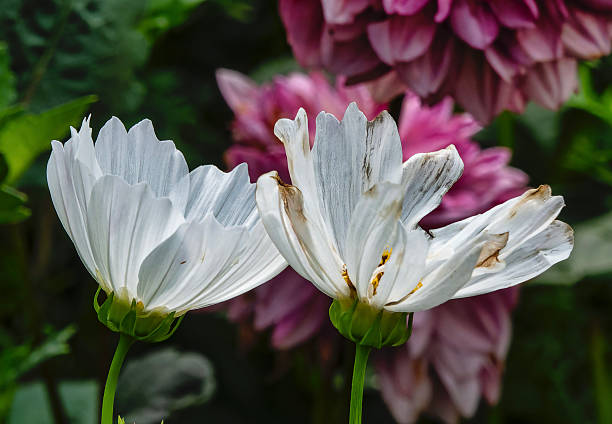 white Zinnia flower in full bloom in the garden