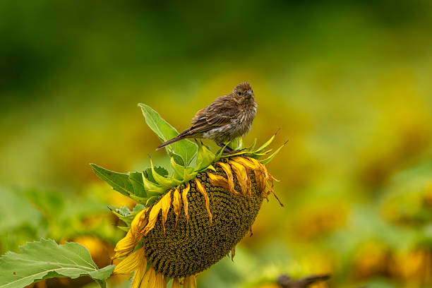 House finch perched on a sunflower