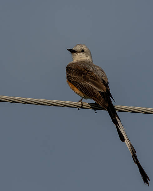 istock A scissor-tailed flycatcher perched on a wire 2224791761