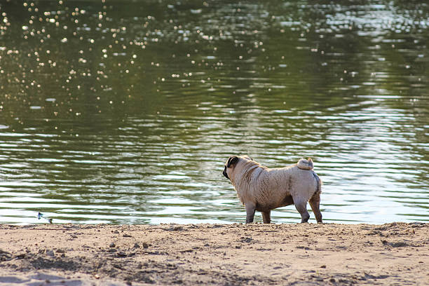 Wild boar piglet exploring sandy lakeside while staying close to water edge