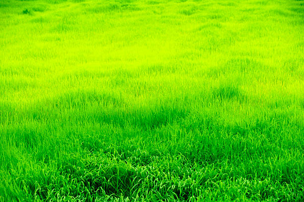 A vibrant green grass field showcases lush textures under bright sunlight, creating a lively and refreshing natural scene perfect for outdoor settings.