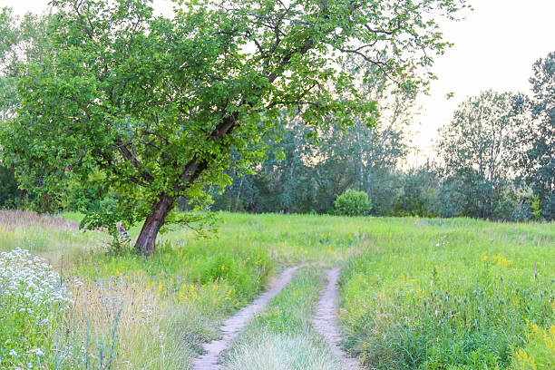 Peaceful rural dirt road winding through green agricultural fields under overcast sky
