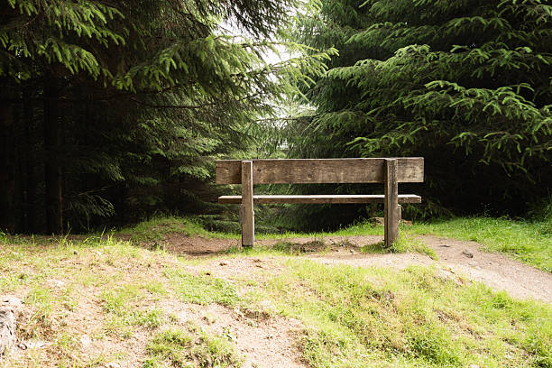 A weathered wooden bench sits serenely in a small clearing amidst dense pine trees, inviting contemplation and rest in nature