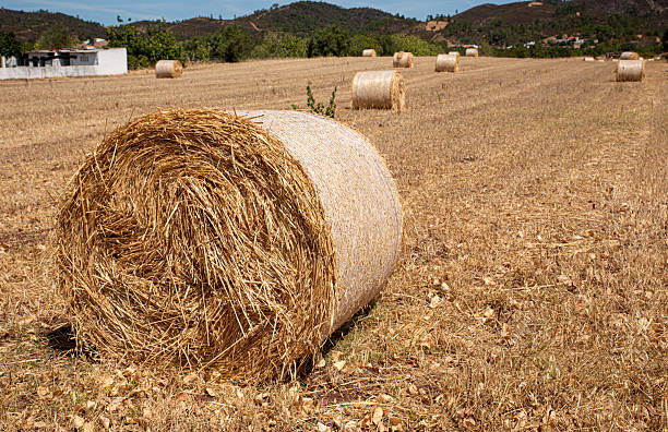 istock Hay bale in a traditional agricultural landscape 2224794839