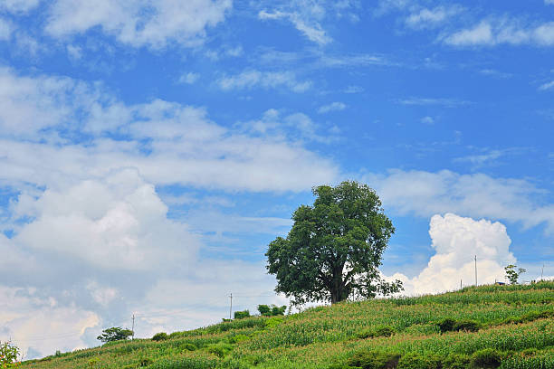 A lone tree stands peacefully on a terraced green hill under a bright blue sky with scattered clouds ideal for use in eco-campaigns, travel promotions, background design, meditation themes.