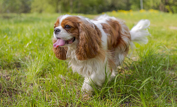 istock Cavalier King Charles Spaniel dog on a walk in the summer park. 2224797416