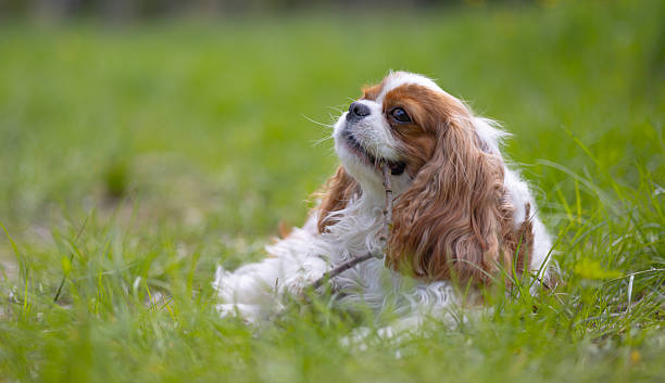 istock Cavalier King Charles Spaniel dog on a walk in the summer park. 2224797428