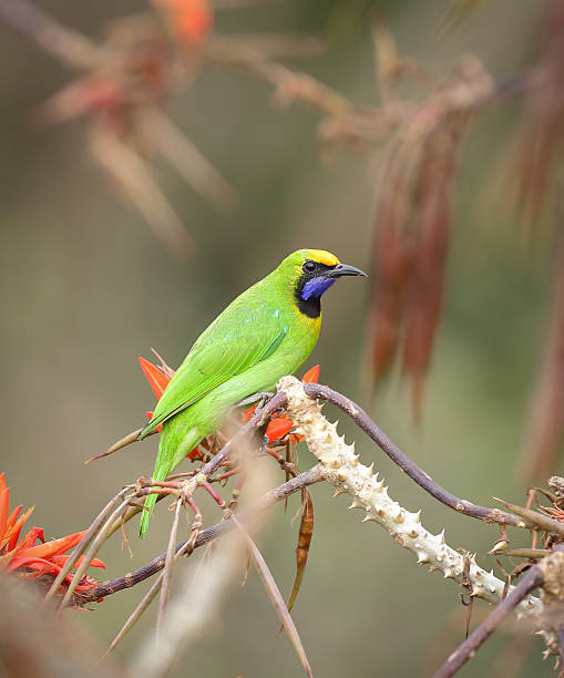 istock colorful golden fronted leafbird perched on blooming red flower. 2224799120