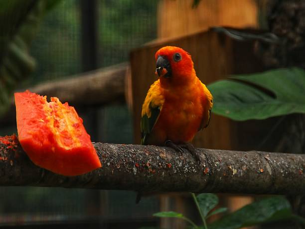 Beautiful parrot perched on a branch, parrot eating fruit in cage