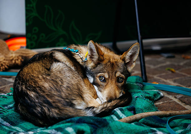 Gray wolf, Canis lupus, bozkurt