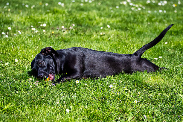 istock Cute dog playing with his ball 2224800796