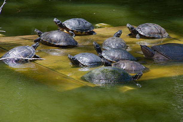 istock Group of Turtles Resting on a Wooden Platform by a Calm Pond 2224802425