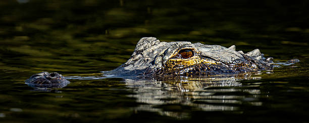 istock Alligator Closeup at Eye Level 2224803136
