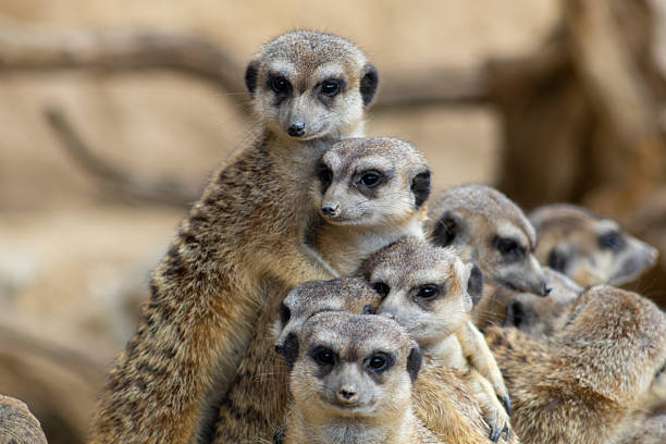 istock Meerkats huddling together, keeping warm and safe 2224803702