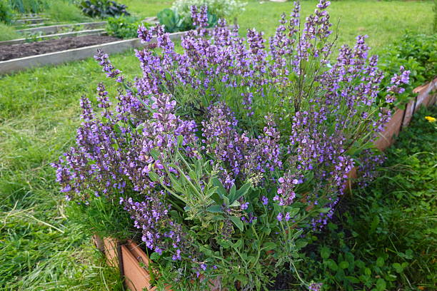 istock Common sage blossoming in raised bed garden 2224803765