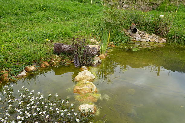 istock Small artificial pond with stepping stones and lush vegetation 2224804414