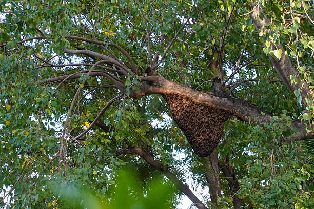 istock Large honeycomb sticks on the trunk of the Bodhi tree. 2224804637
