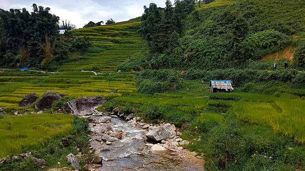 istock Rural Rice Farms 2224805190
