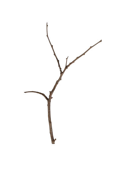 istock dry tree branches or wooden sticks. Natural rustic element for decoration or craft from a forest. isolated on white background with clipping path. 2224807964