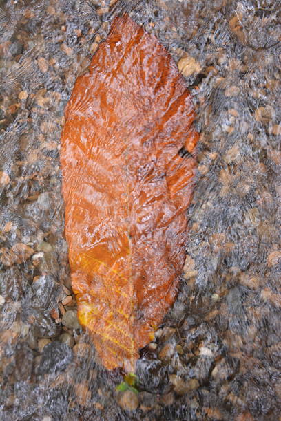 Costa Rica nature photos of the southern part , Puntarenas Uvita bear , wonderful place , muchabiodiversidad
