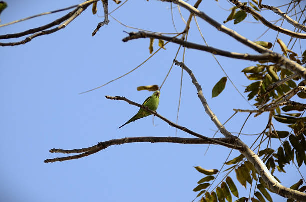 A yellow-billed parakeet (Brotogeris chiriri) resting on a tree branch in the late afternoon