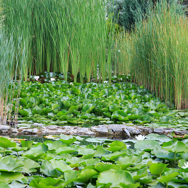 Close-Up View Of Small Leaves Of Lotus Plants Floating On Calm Greenish Water Surface Of A Pond