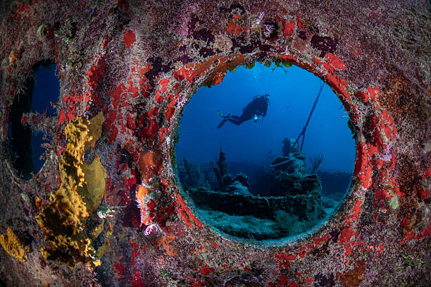 Caribbean Reef Sharks (Carcharhinus perezi) and Scuba Diver against Surface, viewed from below. Tiger Beach, Bahamas