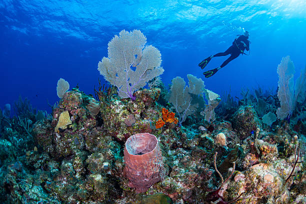 Stunning coral reef and a female diver on Little Cayman Island in the Caribbean sea