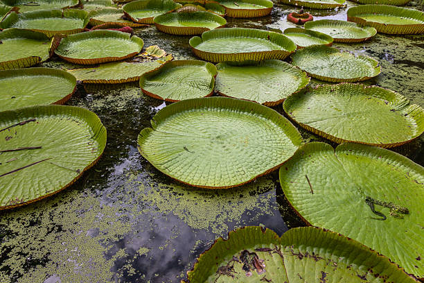 istock Giant Waterlilies in Mauritius 2224812021