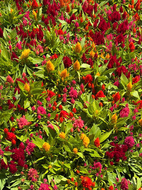A vivid close-up image of a large group of silver cockscomb flowers (Celosia argentea) tightly packed together, completely filling the frame. The flowers are brightly lit, showcasing their unique, velvety textures and striking silvery tones. This floral scene emphasizes abundance, natural beauty, and rich botanical detail, ideal for themes of nature, gardening, and ornamental plants.